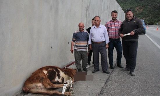 D-100 karayoluna gökten İnek düştü