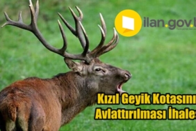 Kızıl geyik kotasının avlattırılması ihalesi