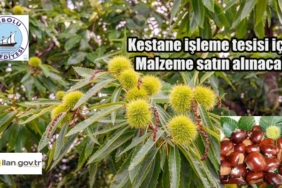 Kestane işleme tesisi için malzeme satın alınacak