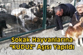İlçe Tarım Müdürlüğü Tarafından Sokak Hayvanlarına Kuduz Aşısı Yapıldı