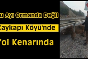 Tosya Çaykapı Köyünde Ayı Telef Oldu