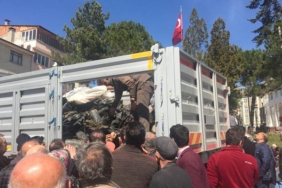 Tosya Orman İşletme Müdürlüğü Altı Bin Adet Fidan Dağıttı