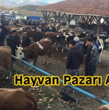 Tosya Hayvan Pazarı Açıldı
