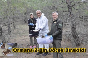 Tosya Ormanlarına 2 Bin Adet Böcek Bırakıldı