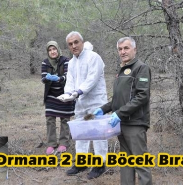 Tosya Ormanlarına 2 Bin Adet Böcek Bırakıldı