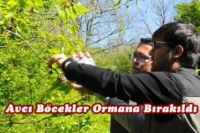 Avcı Böcekler Ormana Bırakıldı