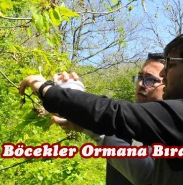 Avcı Böcekler Ormana Bırakıldı