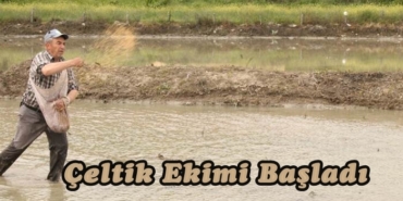 Tosya’da Çeltik Ekimi Başladı
