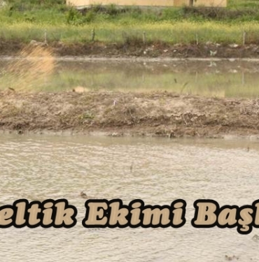 Tosya’da Çeltik Ekimi Başladı