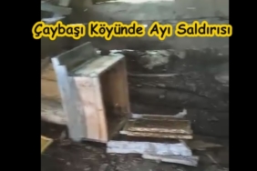 Çaybaşı Köyü’nde Ayı Saldırısı
