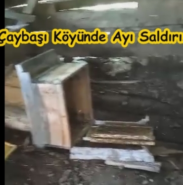 Çaybaşı Köyü’nde Ayı Saldırısı