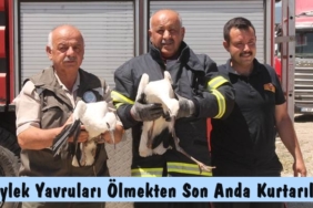 Ölmek Üzere Olan Leylek Yavruları Son Anda Kurtarıldı