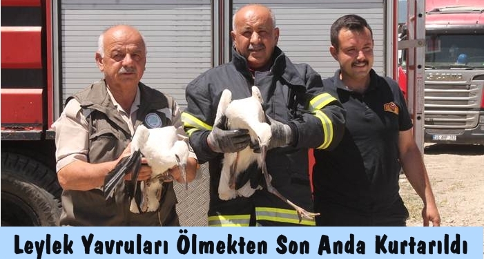 Ölmek Üzere Olan Leylek Yavruları Son Anda Kurtarıldı