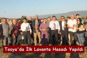 Tosya’da İlk Lavanta Hasadı Yapıldı