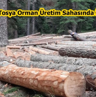OBM’den Tosya Orman Üretim Sahasında İnceleme