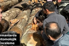 Ormanlarda Entomolojik İnceleme