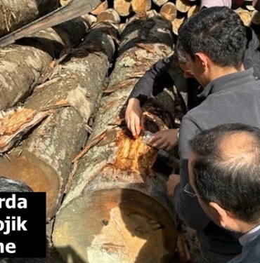Ormanlarda Entomolojik İnceleme