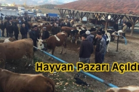 Tosya Hayvan Pazarı Açıldı
