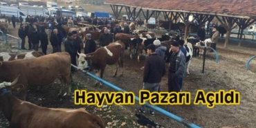Tosya Hayvan Pazarı Açıldı