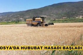Tosya’da Hububat Hasadı Başladı