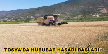 Tosya’da Hububat Hasadı Başladı