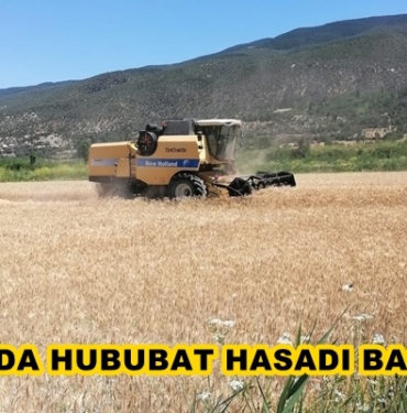 Tosya’da Hububat Hasadı Başladı