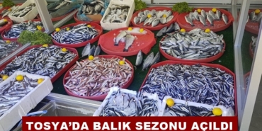 Tosya’da Balık Sezonu Açıldı: Tezgâhlar Şenlendi