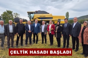 Tosya’da Çeltik Hasadı Başladı