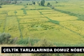 Tosya’da Çeltik Tarlalarında Domuz Nöbeti: Üreticiler Zor Durumda
