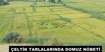 Tosya’da Çeltik Tarlalarında Domuz Nöbeti: Üreticiler Zor Durumda