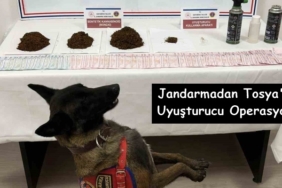 Jandarma’dan Tosya’da Uyuşturucu Operasyonu