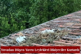 Yuvadan Düşen Yavru Leylekleri İtfaiyeciler Kurtardı
