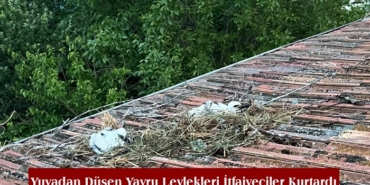 Yuvadan Düşen Yavru Leylekleri İtfaiyeciler Kurtardı