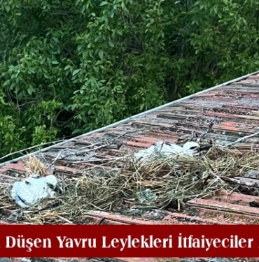 Yuvadan Düşen Yavru Leylekleri İtfaiyeciler Kurtardı