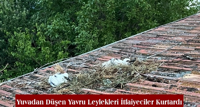 Yuvadan Düşen Yavru Leylekleri İtfaiyeciler Kurtardı