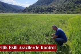 İlçe Tarım Orman Müdürlüğü’nden Çeltik Ekili Arazilerde Kontrol