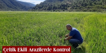 İlçe Tarım Orman Müdürlüğü’nden Çeltik Ekili Arazilerde Kontrol