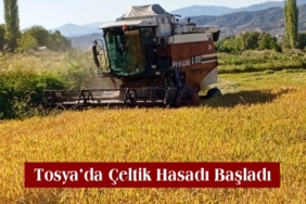 Tosya’da Çeltik Hasadı Başladı
