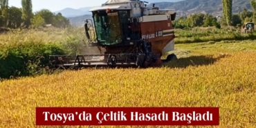 Tosya’da Çeltik Hasadı Başladı