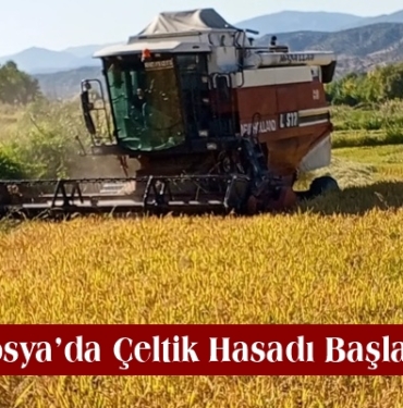 Tosya’da Çeltik Hasadı Başladı