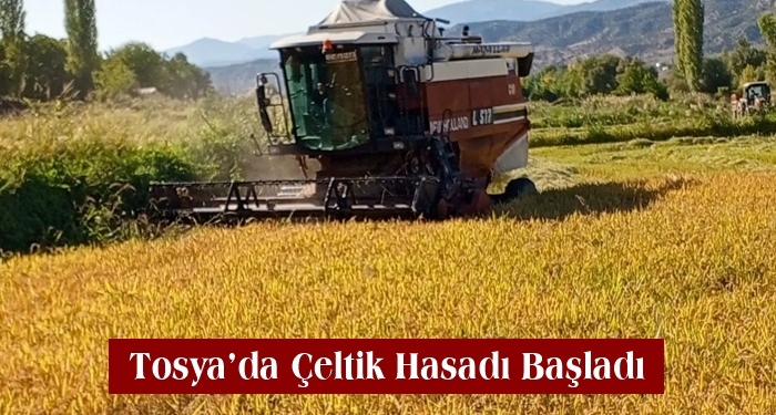 Tosya’da Çeltik Hasadı Başladı