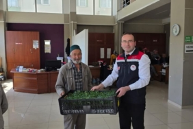 Tosyalı Çiftçilere 51 Bin Adet Fide Dağıtıldı