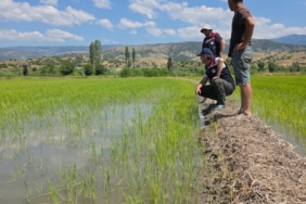Tarım Orman Müdürlüğü Ekipleri Ekili Alanda Saha Denetiminde