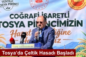 Tosya’da Çeltik Hasadı Başladı