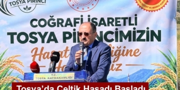 Tosya’da Çeltik Hasadı Başladı
