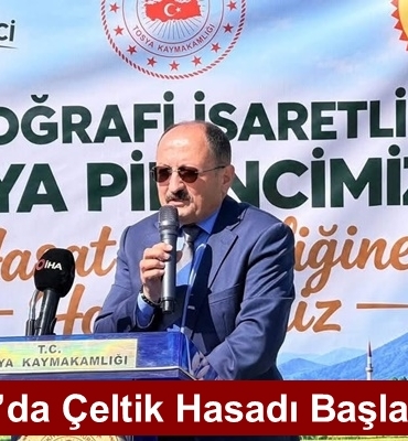 Tosya’da Çeltik Hasadı Başladı