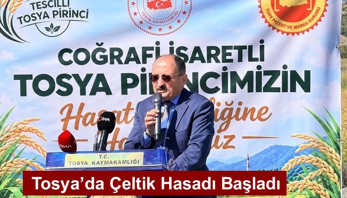 Tosya’da Çeltik Hasadı Başladı